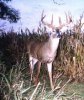 26135-CamBuck.JPG