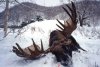 26097-jay_moose_02.jpg