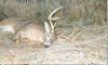 27751-01_Rob_muzzle_deer1.jpg