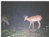 28419-2 Bucks.jpg