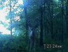 28818-buck1.bmp.jpg