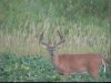 28886-9pointer.jpg