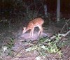 29004-FAWN.jpg