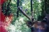 29045-smallbuck63003.jpg