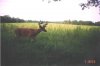 29240-9pt farm 2-5-1.jpg