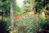 29339-nice pair.jpg