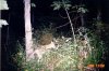 29340-yotee.jpg