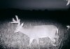 29617-NightBuck.jpg