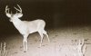 30137-bwdeer.jpg