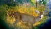 29811-Doe.jpg