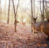 29818-Deer on the move2.jpg