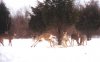 29852-Deer play.jpg