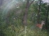29935-doe ton.jpg