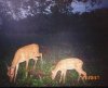 31175-doe and fawn.JPG
