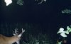 30191-smaller 7pointer.JPG