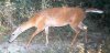30542-doe alive.jpg