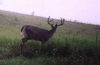 30442-August 8th.gif