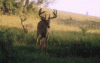 30443-August 17th 2003.gif