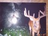 30460-buck1.jpg