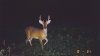 30705-lilbuck.jpg