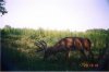 30737-big 11ptsmall.jpg