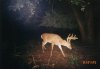 30979-deer 8pt.jpg