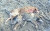 31353-MY DOGGIES.JPG