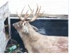 31367-River bottom buck.jpg