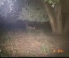 31755-nice buck.JPG