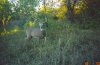 32225-tsbuck.jpg