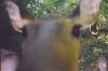 32658-doe.jpg