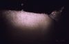32902-Too Close 1.gif