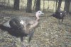24382-two turkeys.jpg