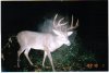 32954-My Buck.jpg