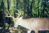 33026-deer.jpg