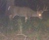 33136-buck.JPG