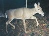 33594-bigdoe1.jpg