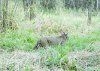 33896-CoachCam_bobcat.jpg