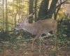 34661-closeuppoliobuck.jpg