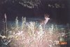 35078-9 point oct.jpg
