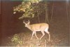 35197-new 10.jpg