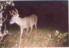 35198-scan0[1].jpg