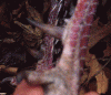 24519-SpursLC.gif