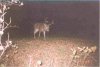35903-tall buck.jpg