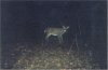 36242-in the dark.jpg