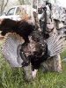 25951-turkey03--3.jpg