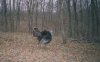 24865-trail cam 1 2003.jpg