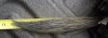 2012 Second Season Turkey 191.jpg