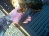 2012 turkey beard.jpg