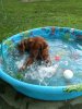 harley in the pool.jpg